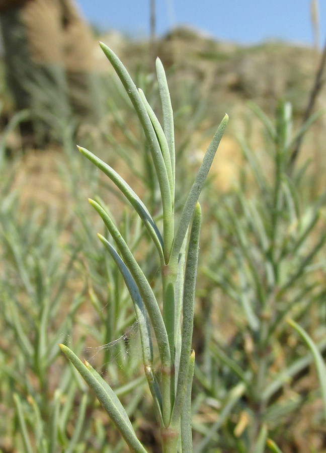 Image of Gypsophila capitata specimen.