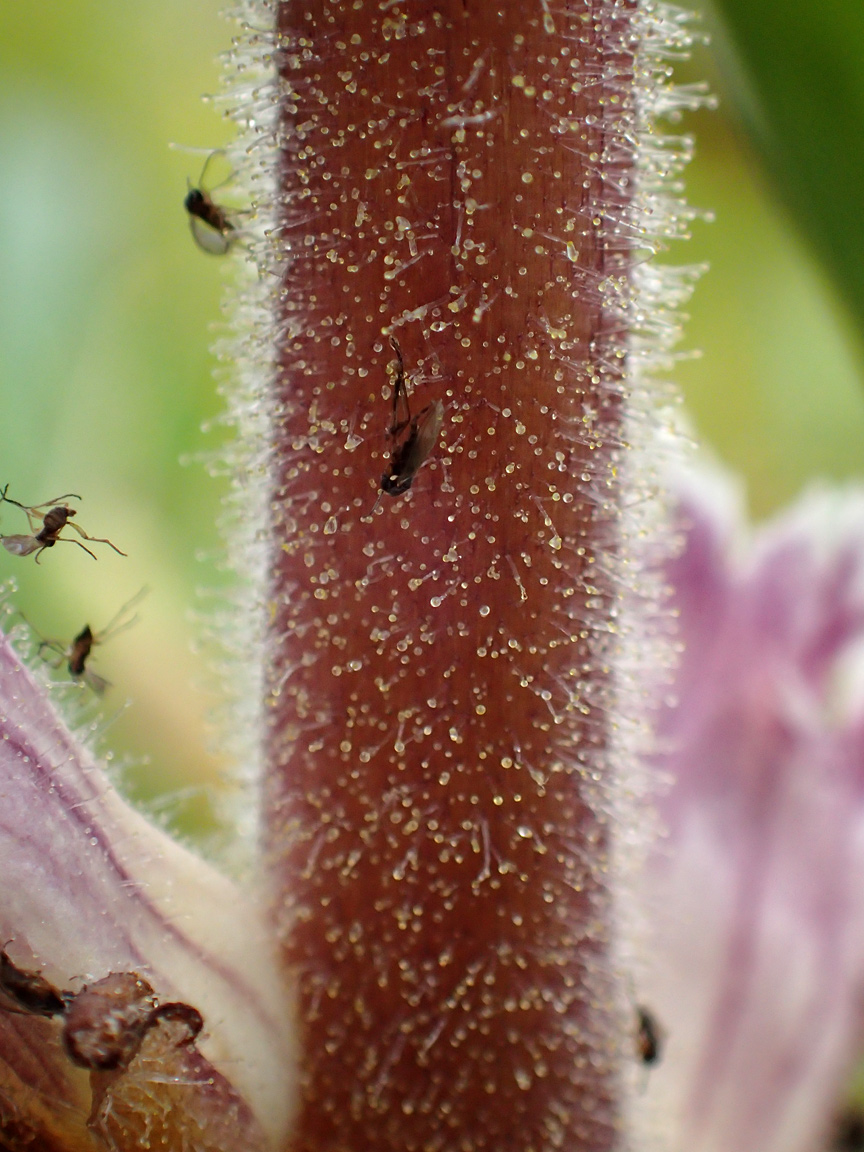 Image of Orobanche crenata specimen.