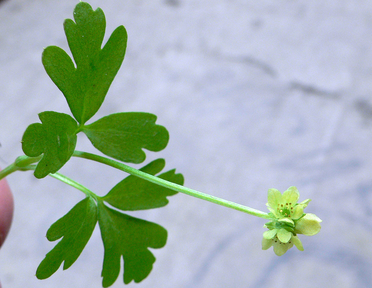 Image of Adoxa moschatellina specimen.