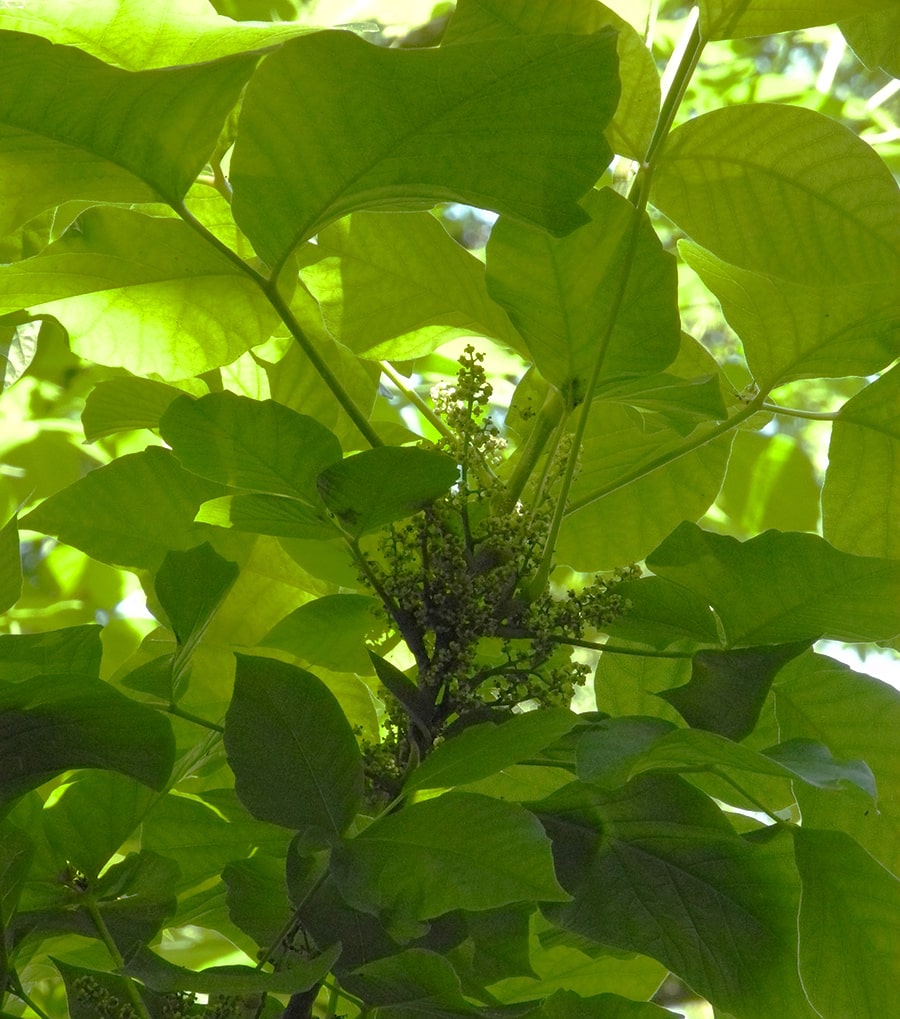 Image of Toxicodendron radicans specimen.