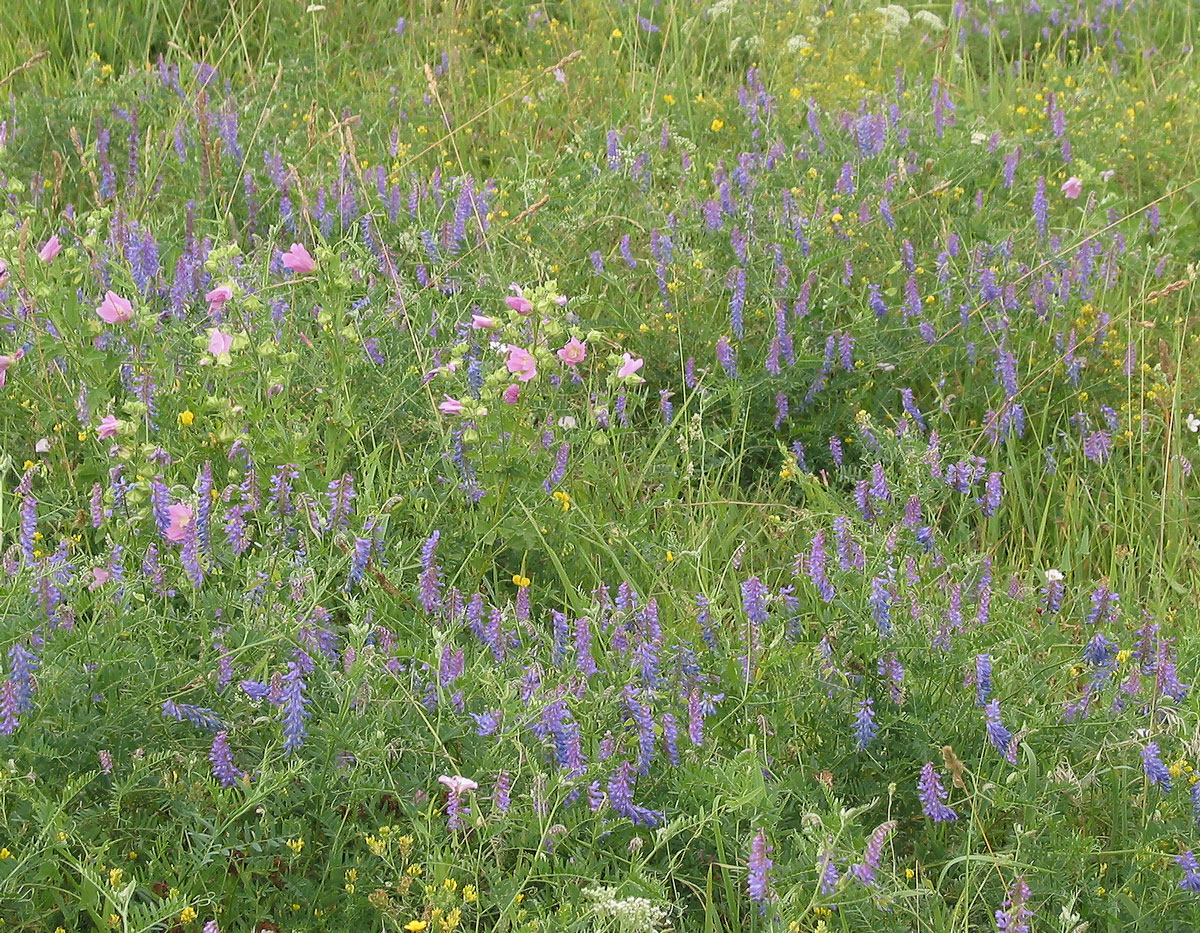 Image of Vicia cracca specimen.