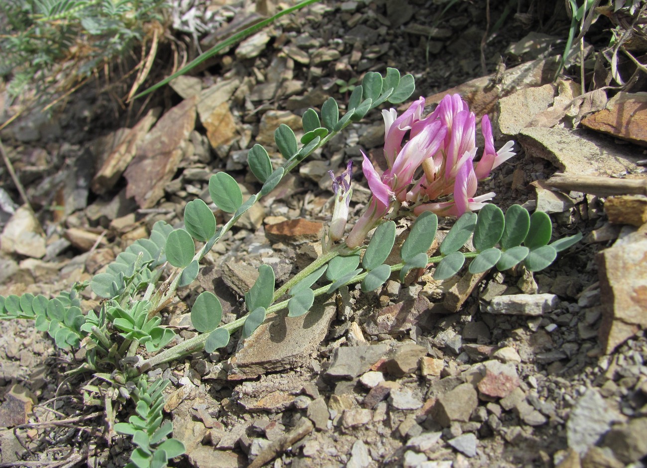 Image of genus Astragalus specimen.