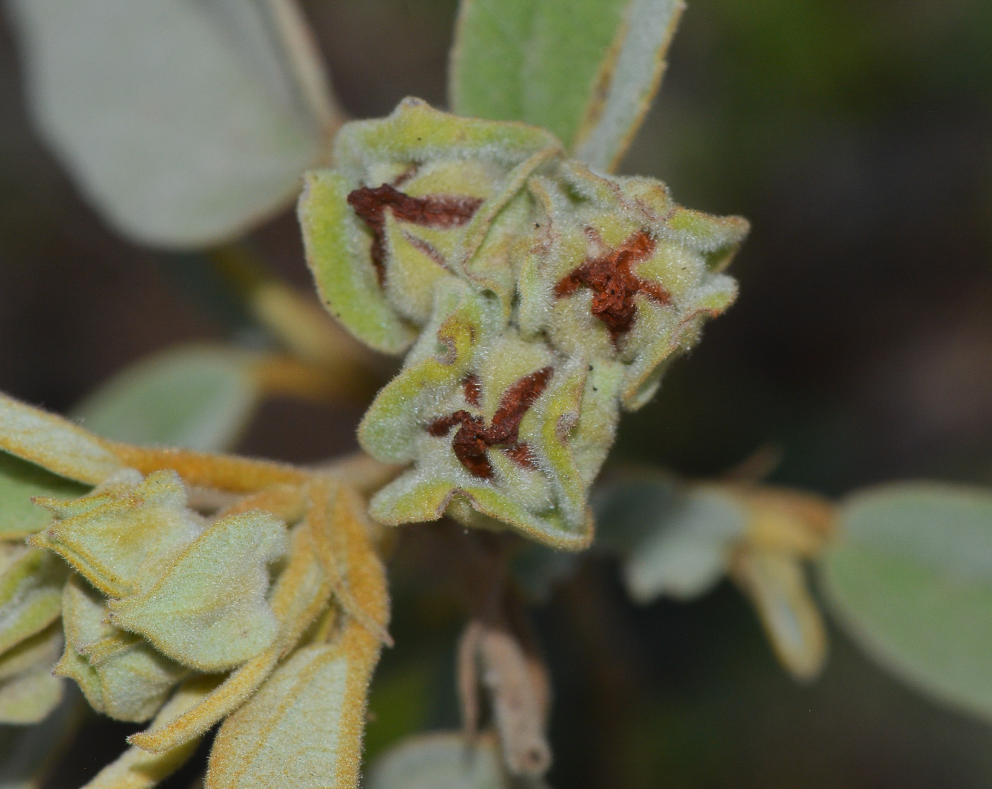 Image of genus Abutilon specimen.