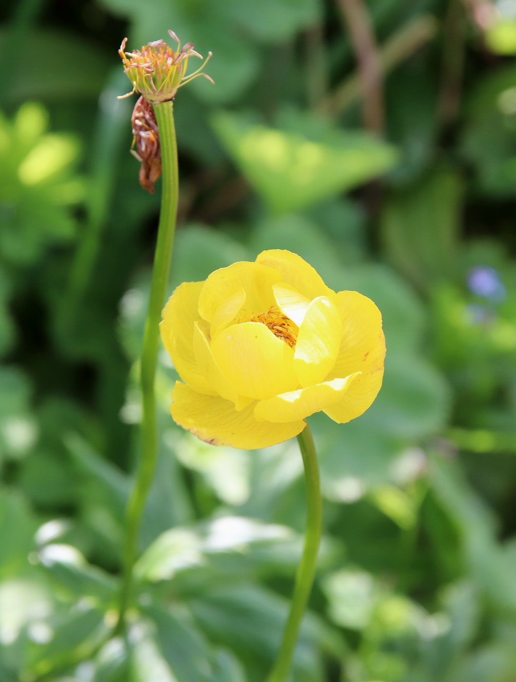 Изображение особи Trollius apertus.