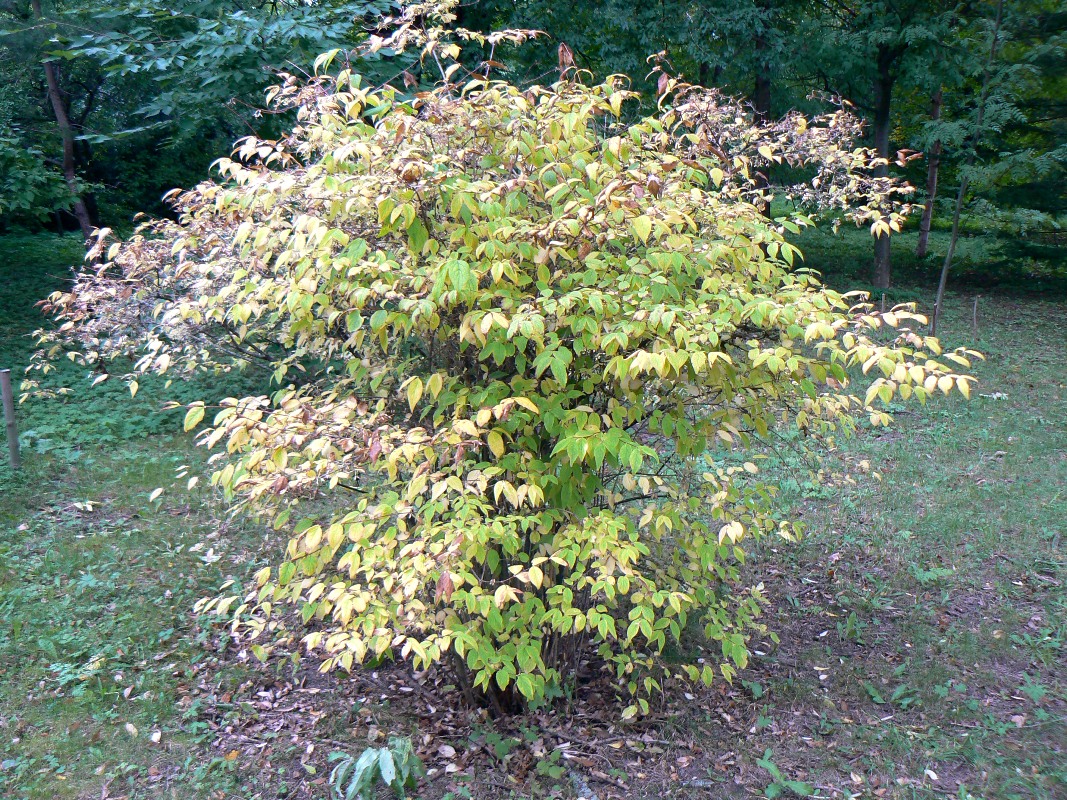 Image of genus Abelia specimen.