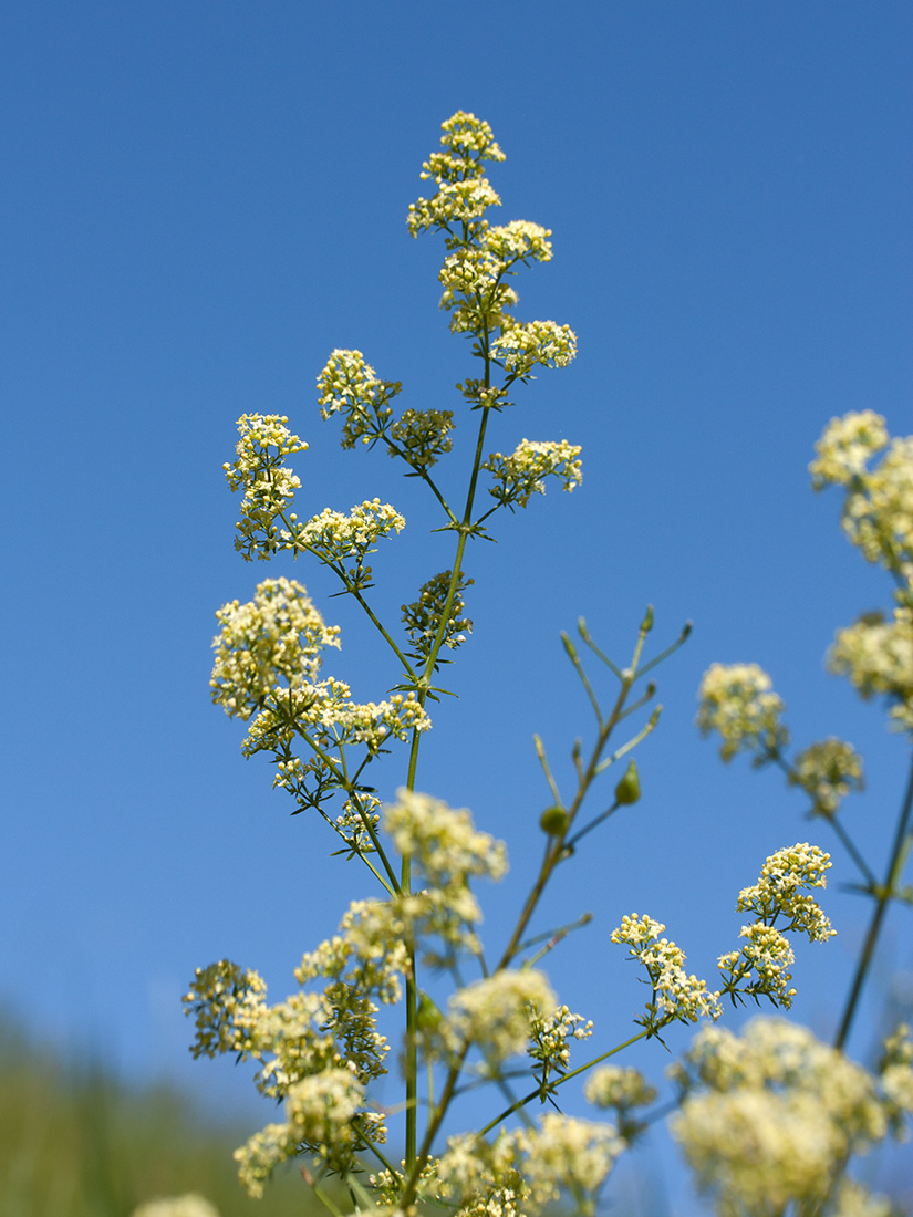 Image of Galium &times; pomeranicum specimen.