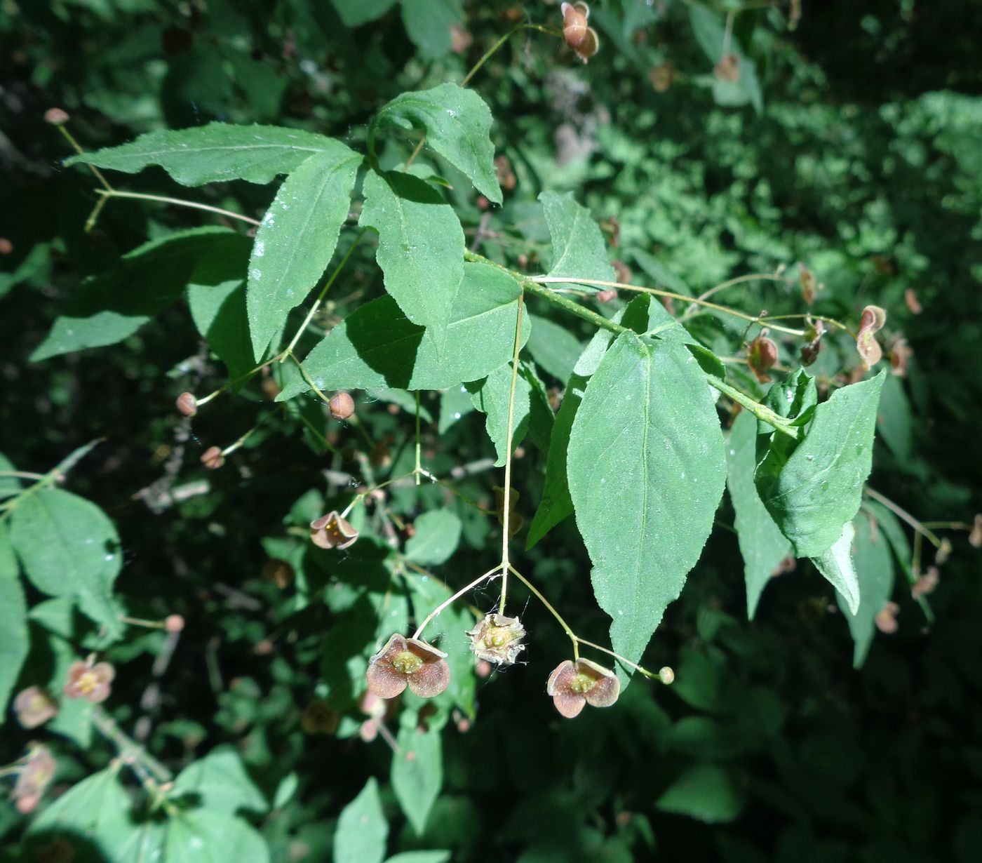 Image of Euonymus verrucosus specimen.