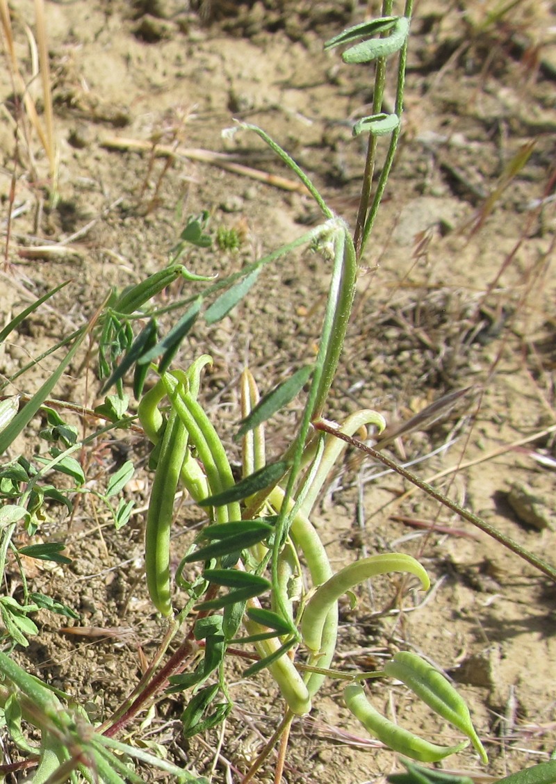 Image of Astragalus campylorhynchus specimen.