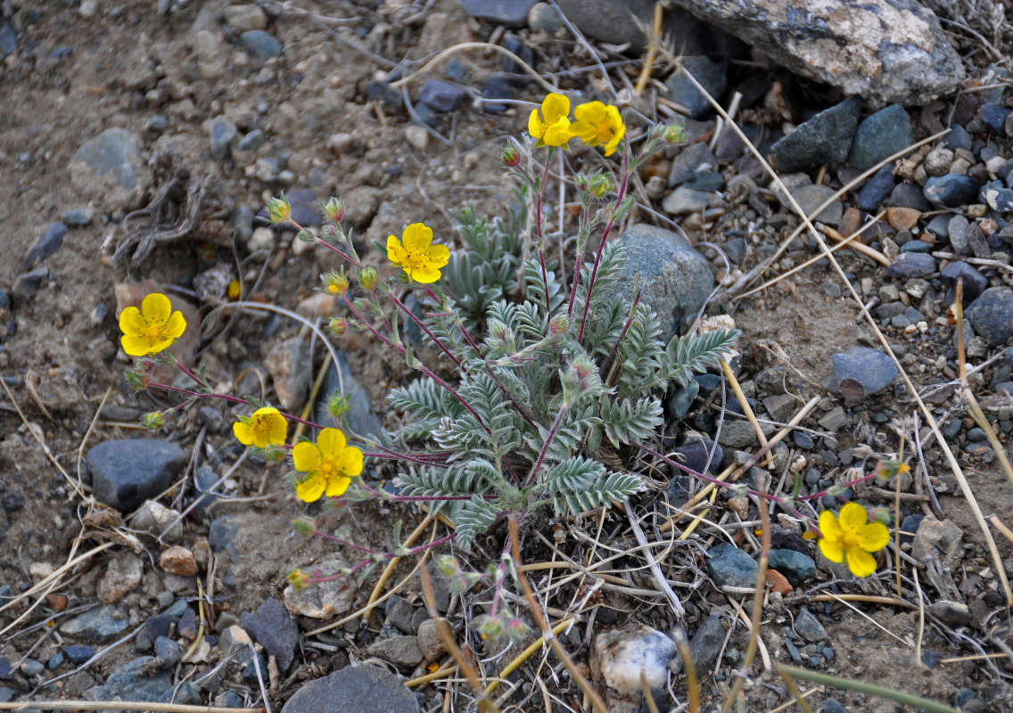 Image of Potentilla astragalifolia specimen.