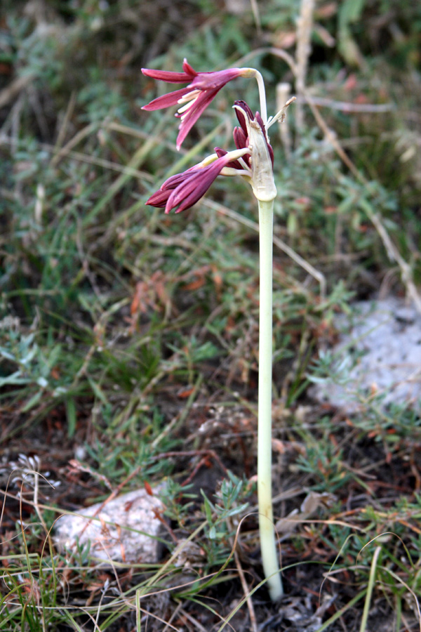 Image of Ungernia sewerzowii specimen.