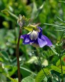 Aquilegia sibirica. Верхушка побега с цветком. Алтай, Шебалинский р-н, окр. с. Шебалино, луг. 10.06.2019.