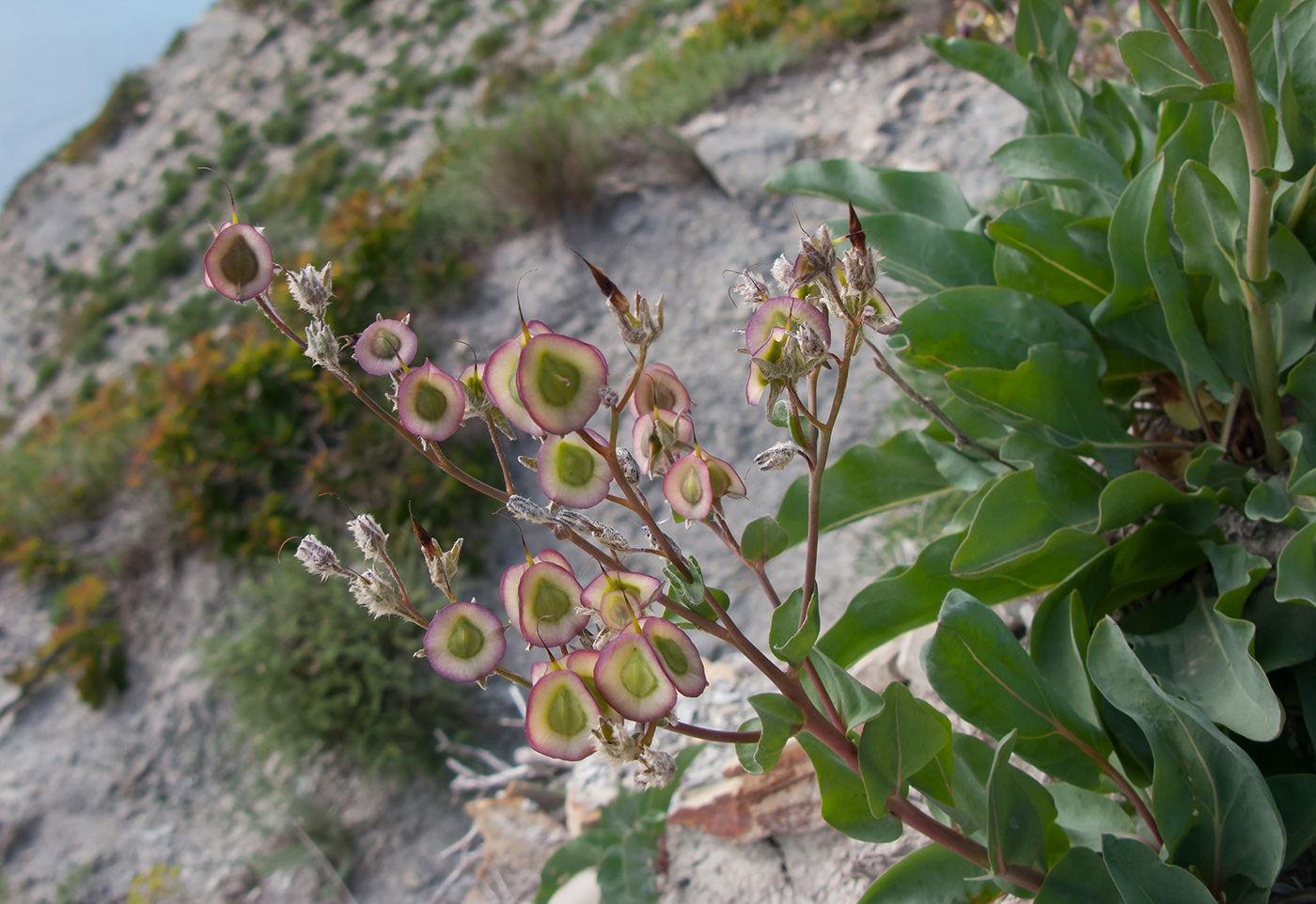 Изображение особи Rindera tetraspis.