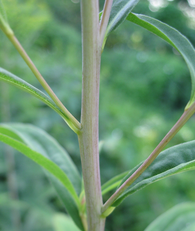 Image of Solidago gigantea specimen.