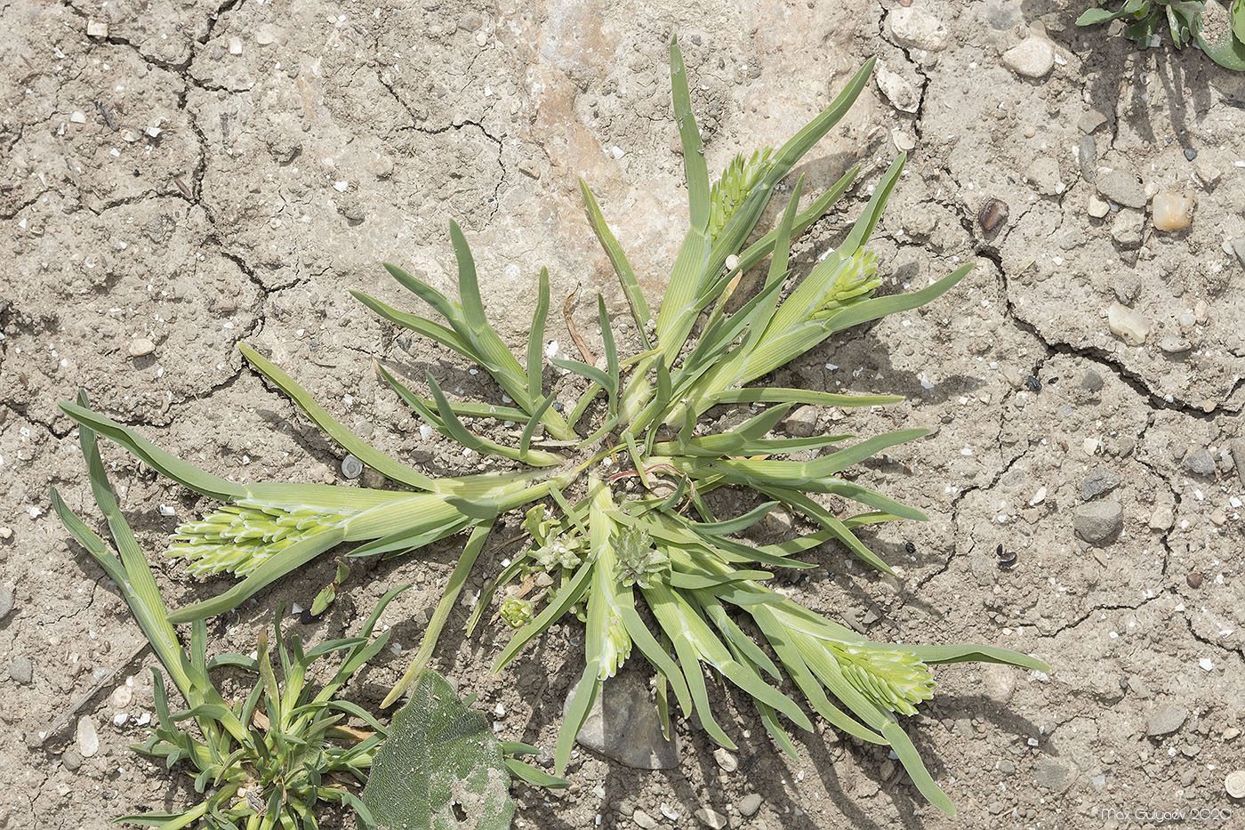 Image of Sclerochloa dura specimen.