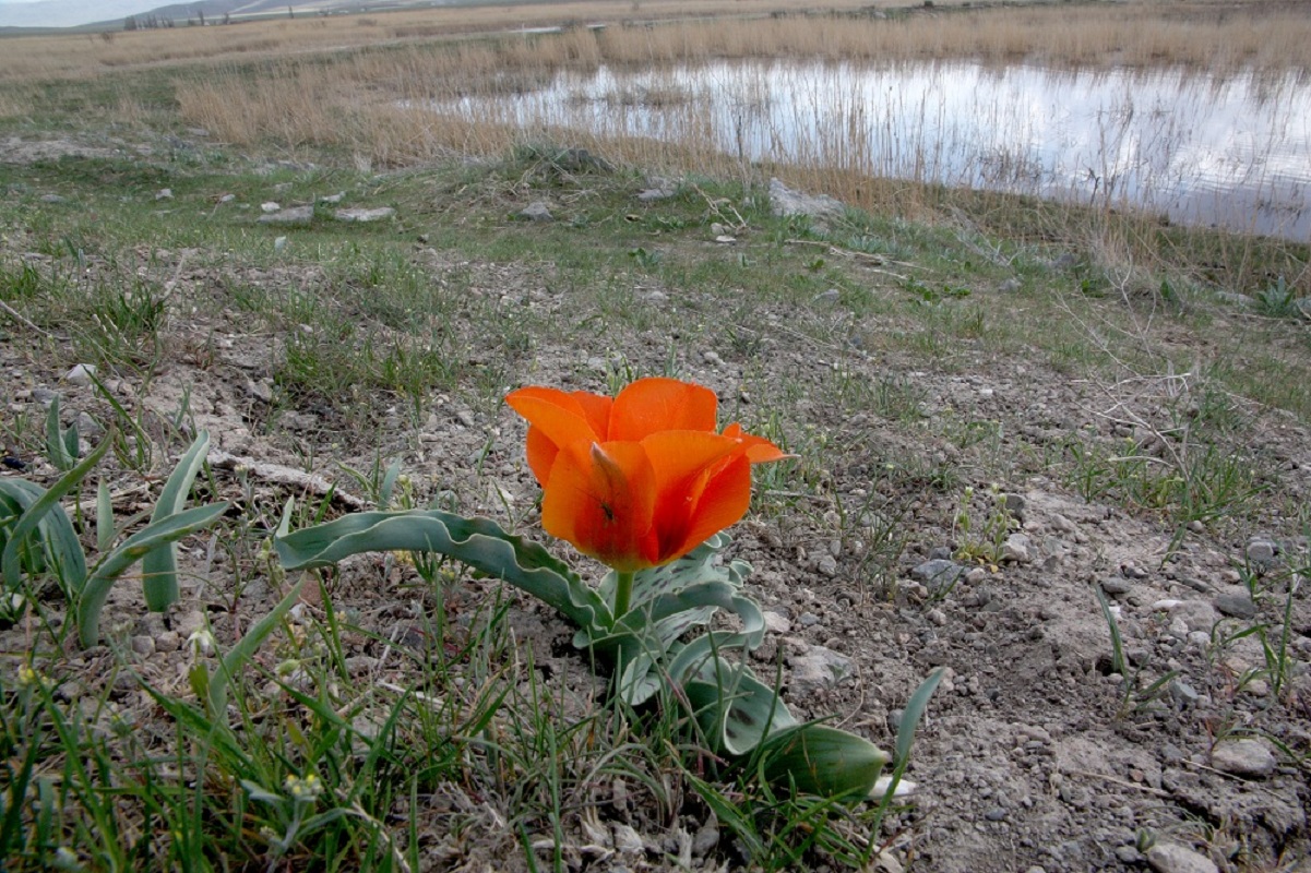 Изображение особи Tulipa greigii.