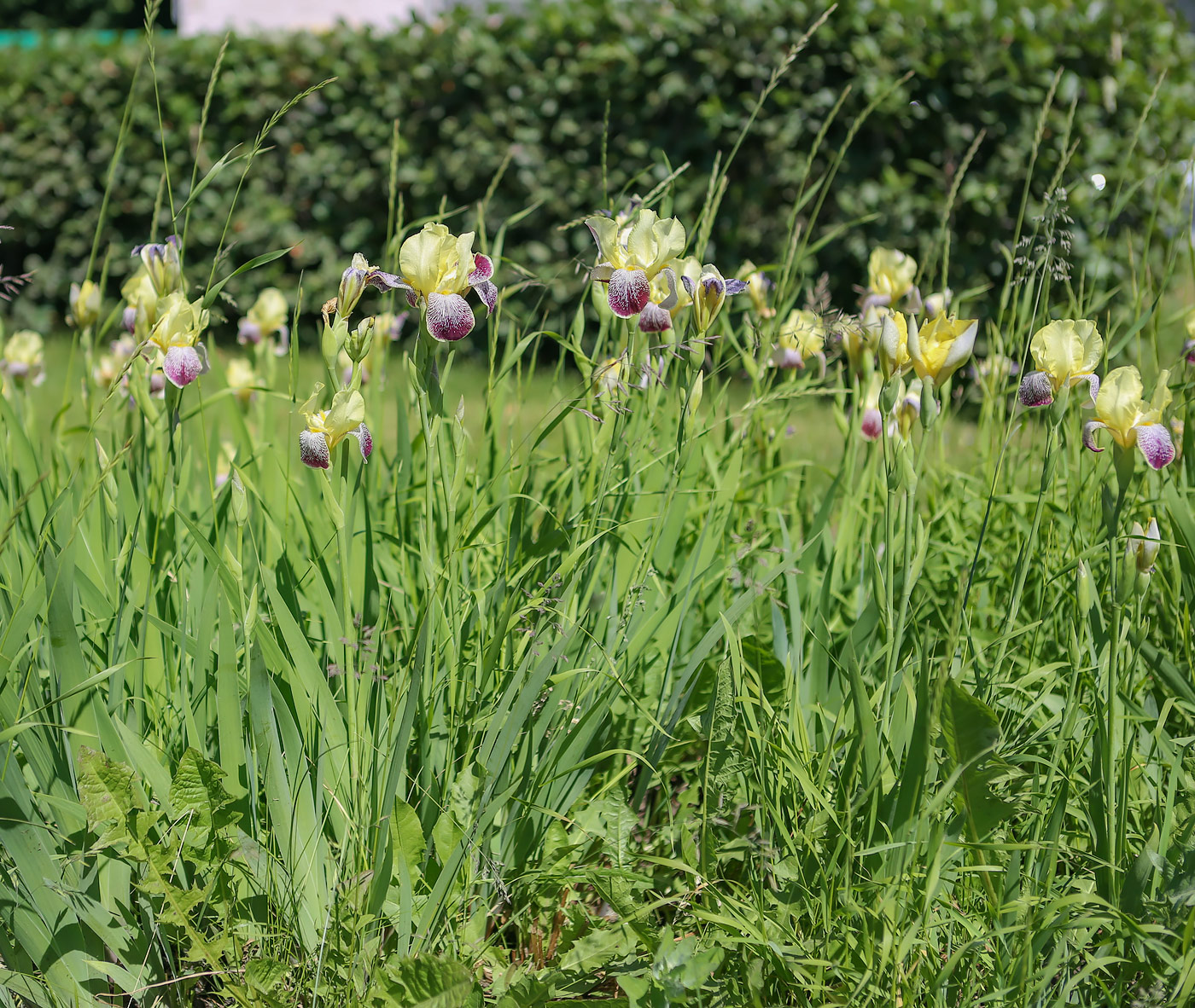 Image of Iris variegata specimen.