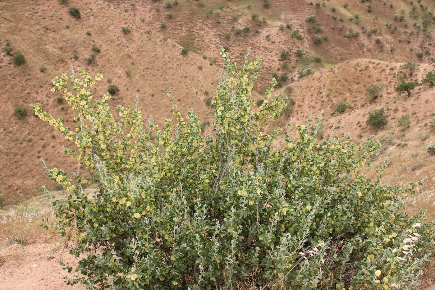 Изображение особи Zygophyllum atriplicoides.