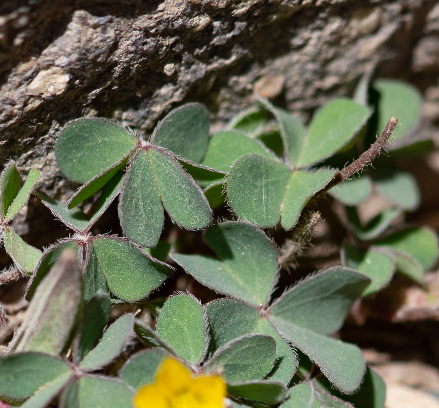 Image of genus Oxalis specimen.