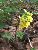 Corydalis bracteata. Цветущее растение (вероятно одичавшее). Новгородская область, Окуловский р-н, бывшая усадьба \"Матвейково\". 28.04.2007.