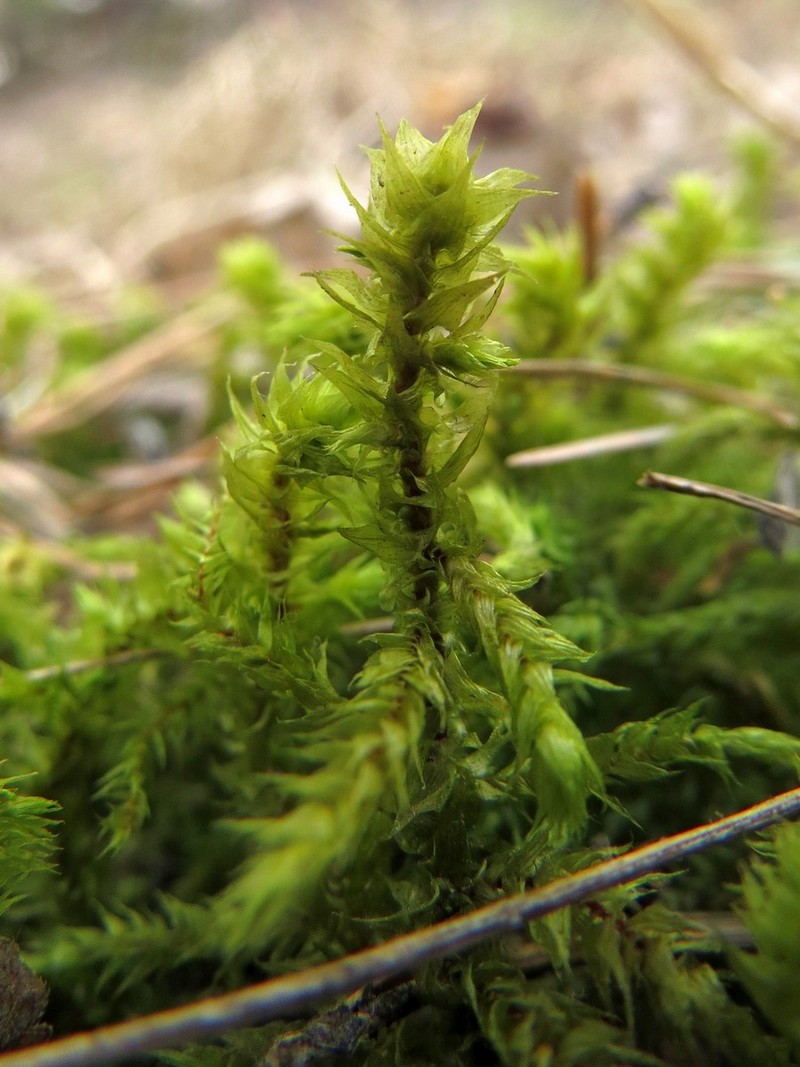 Изображение особи Rhytidiadelphus triquetrus.