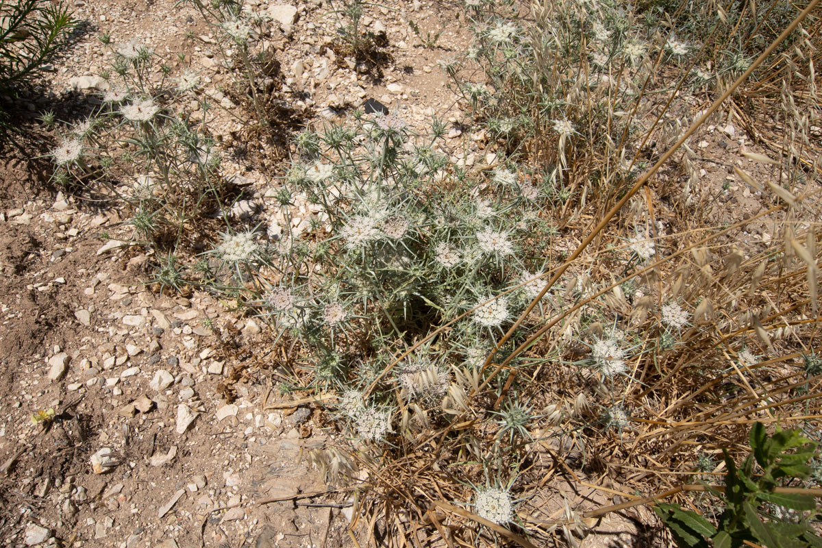 Image of Exoacantha heterophylla specimen.