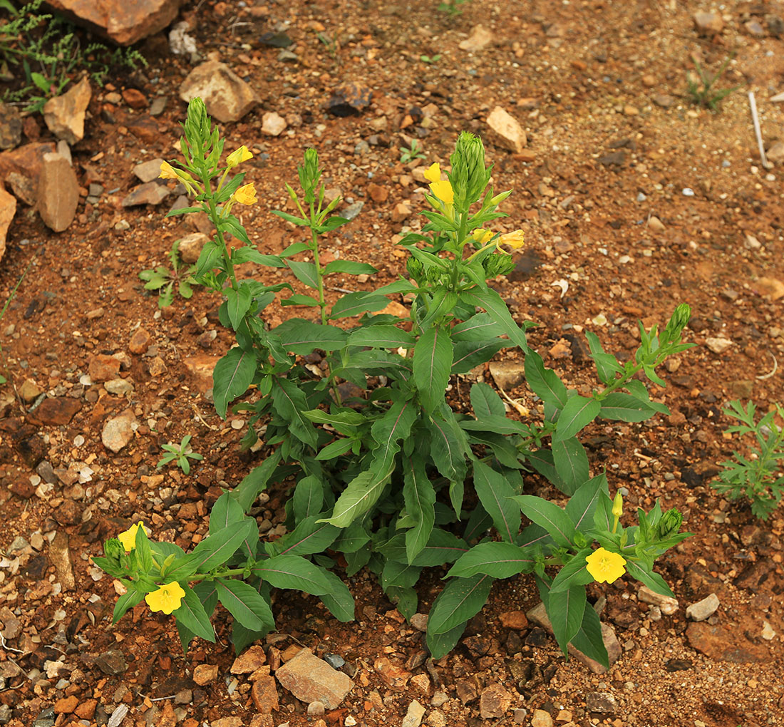 Image of Oenothera villosa specimen.