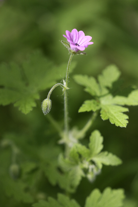 Image of Geranium divaricatum specimen.