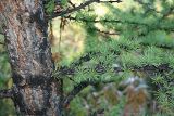 Larix sibirica