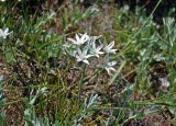 род Ornithogalum