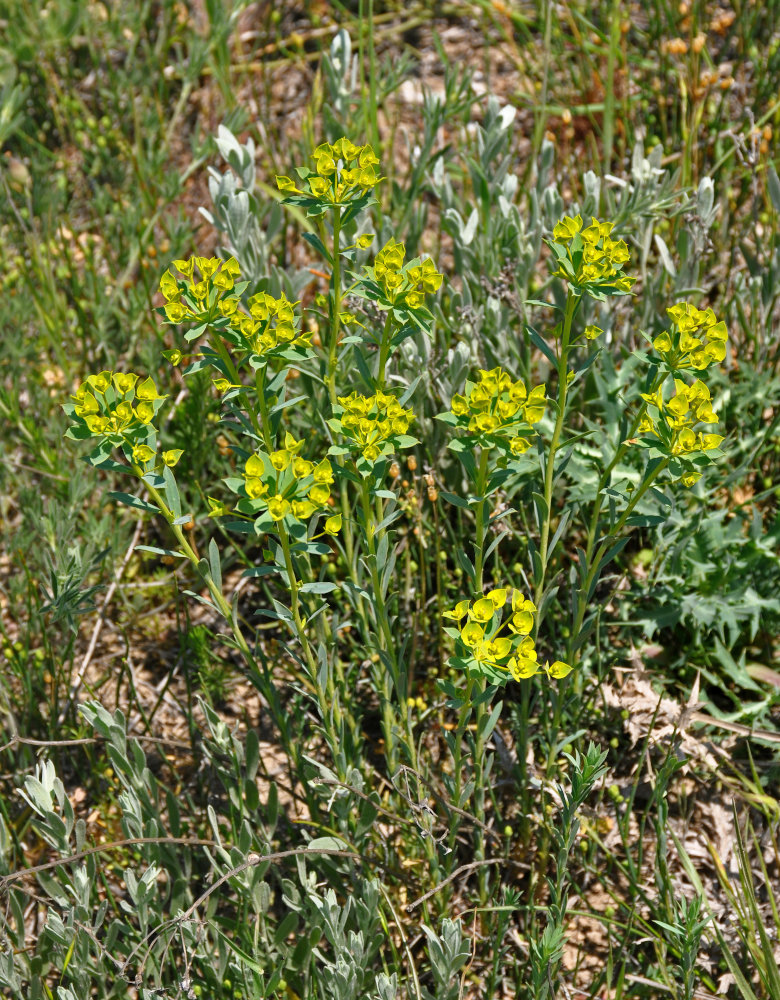 Изображение особи Euphorbia seguieriana.