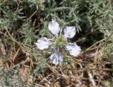 Смотреть изображение Nigella arvensis
