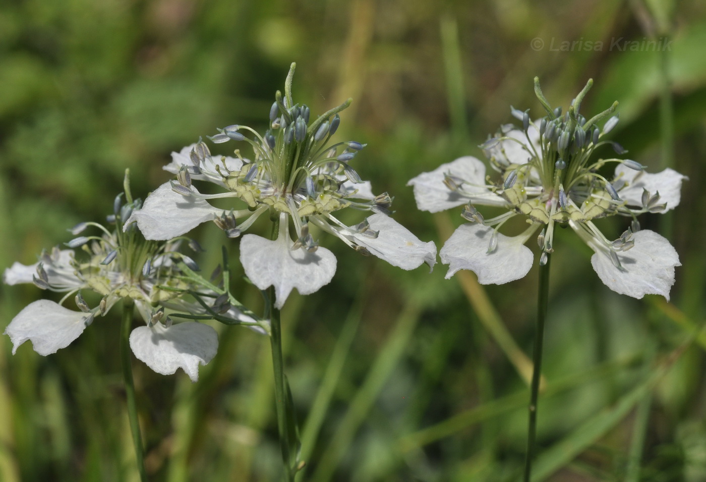 Image of Nigella arvensis specimen.