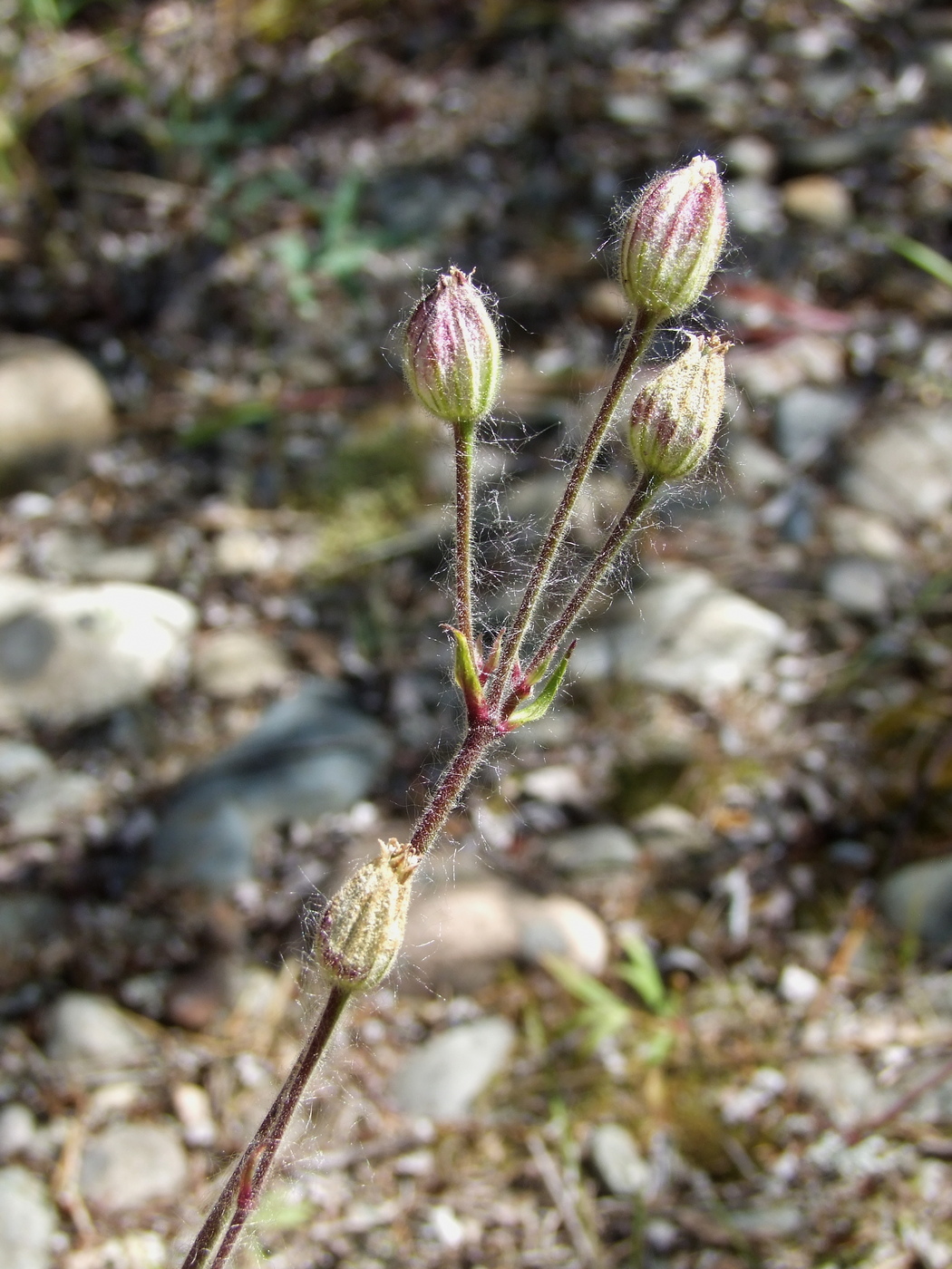 Image of Gastrolychnis brachypetala specimen.