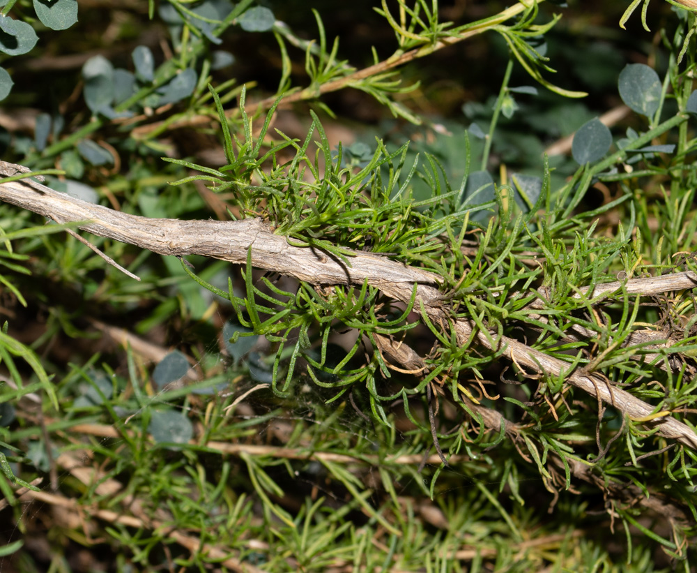 Image of Felicia filifolia specimen.