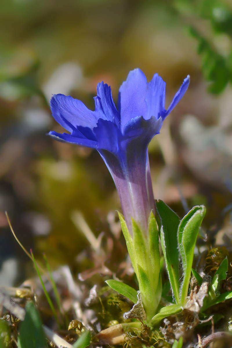 Image of Gentiana dshimilensis specimen.