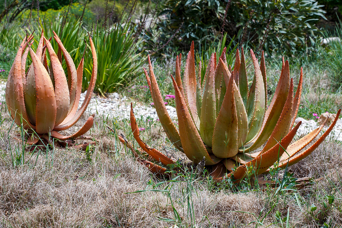 Image of Aloe aculeata specimen.