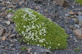 Minuartia inamoena