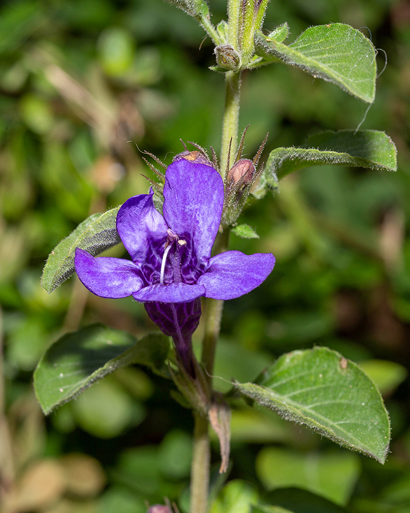 Image of Dyschoriste thunbergiiflora specimen.