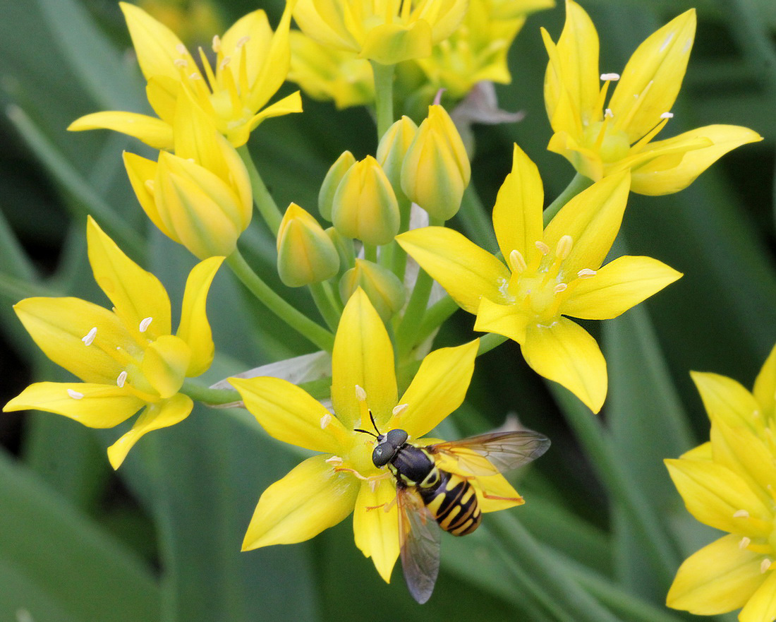 Изображение особи Allium moly.