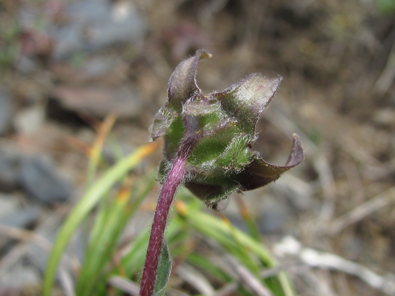 Image of Campanula saxifraga specimen.