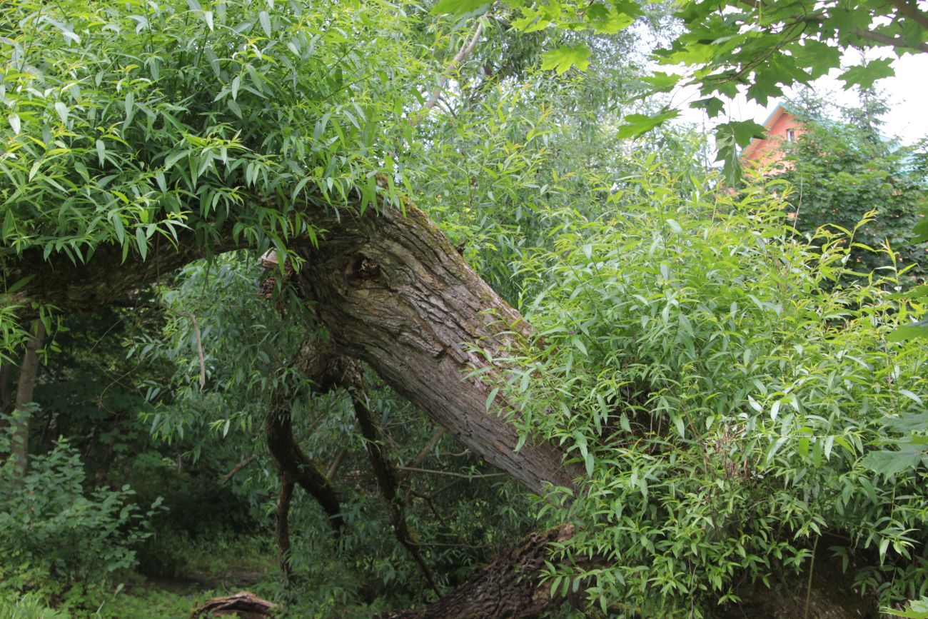 Image of Salix euxina specimen.