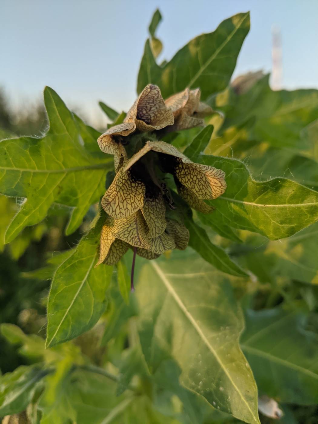 Изображение особи Hyoscyamus niger.