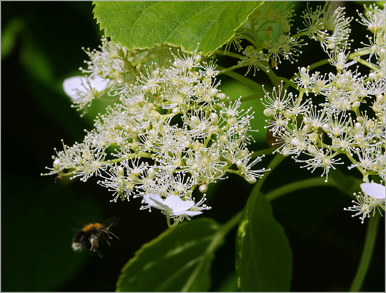 Image of Hydrangea petiolaris specimen.