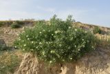 Peganum harmala. Цветущее растение. Узбекистан, г. Самарканд, городище Афрасиаб, лёссовый холм. 9 мая 2022 г.