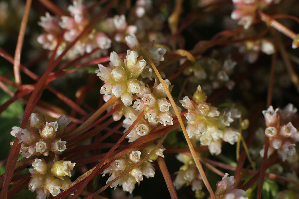 Image of Cuscuta europaea specimen.