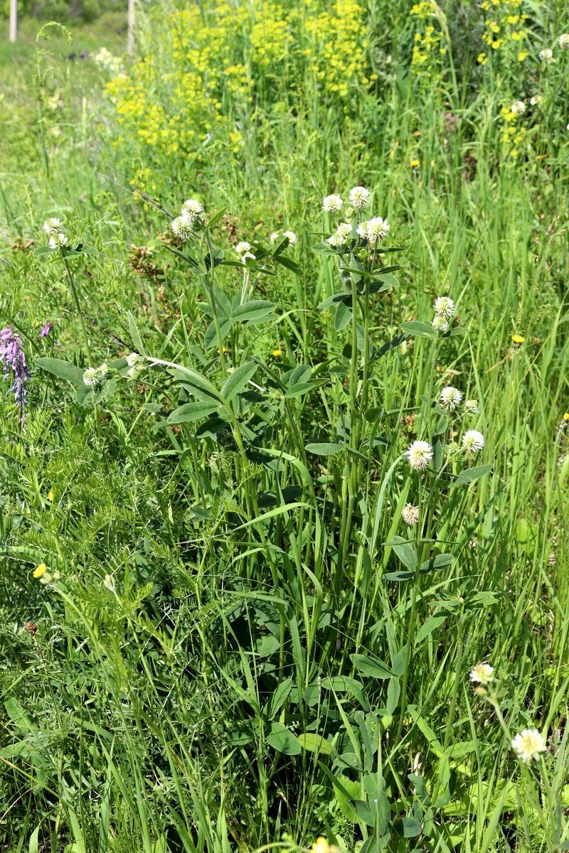 Image of Trifolium montanum specimen.