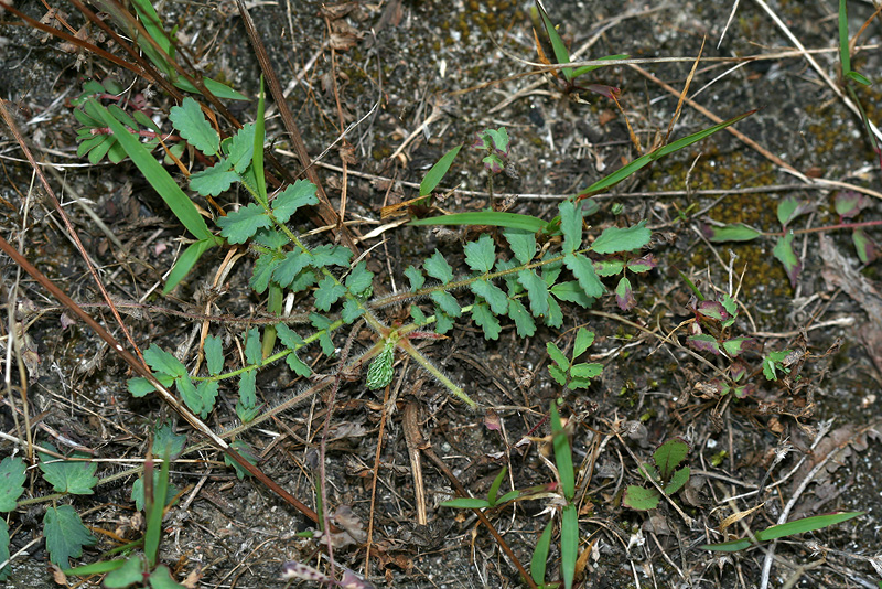 Image of Poterium polygamum specimen.