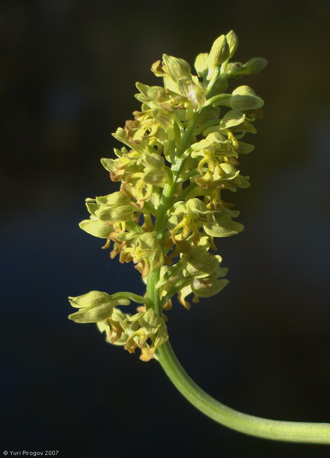 Изображение особи Orchis punctulata.