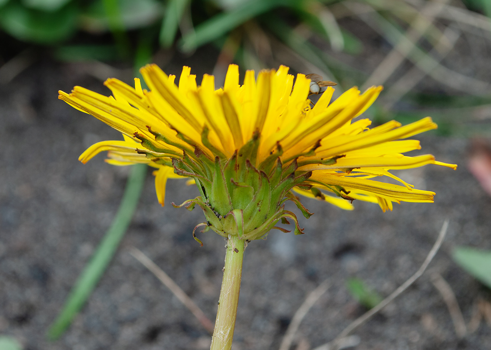 Изображение особи род Taraxacum.