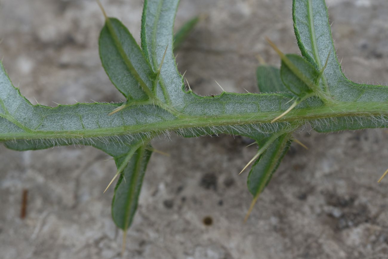 Изображение особи род Cirsium.